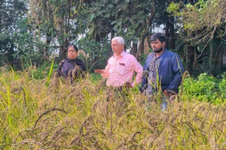 Image of: Aromatic Bengal Kalojira: A Rare Rice Variant Set for Market Release