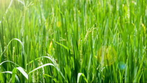 Image of: Innovative Strategies for Sustainable Rice Farming