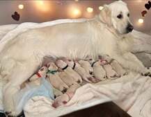 Image of: Adopt a Loving AKC English Cream Golden Retriever