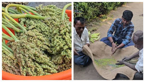 Image of: The Economic Impact of Hurda Parties on Maharashtra Farmers