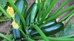 Image of: Your Comprehensive Guide to Growing Zucchini at Home