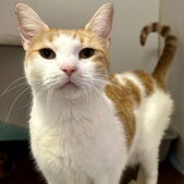 Image of: Pet of the Week: Meet Margie the Resilient Cat and Her Playful Dog Companion