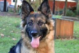 Image of: Izzy the German Shepherd Seeks an Active, Loving Home